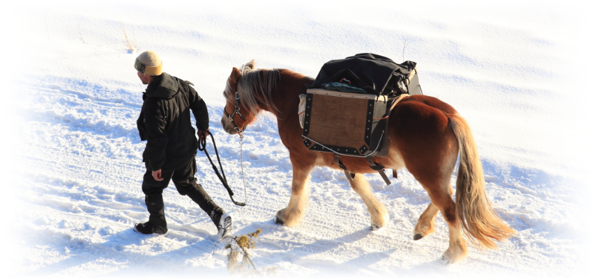 Autark Autonom Frei Wandern Mit Pferd Packtier Packpferd Muli Esel